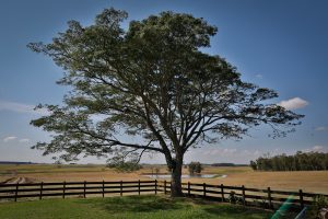 Entenda como fazer a declaração do imposto sobre a propriedade territorial rural