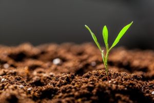 Mercado de bioinsumos cresce e tem futuro promissor no Brasil