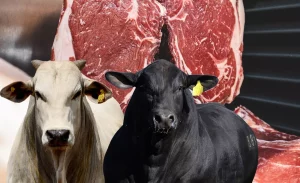 Produção global de carne bovina, que tendia à queda, deve crescer em 2023