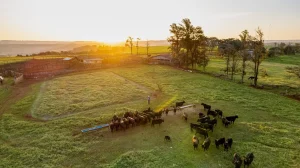As melhores fêmeas da raça Angus do Brasil vão a leilão neste sábado