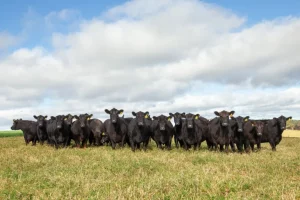 Leilão fêmeas Angus Rio da Paz é sucesso pelo 4º ano consecutivo