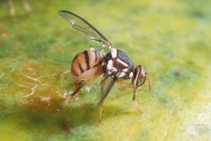 Pesquisadores apresentam opção de controle para a mosca-da-carambola