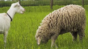 Novo mercado: ovelhas e cabras brasileiras serão exportadas para Arábia Saudita