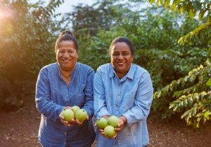 Produtoras se reinventam na produção de goiabas