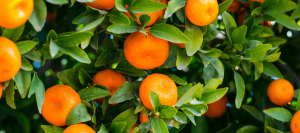 Safra estadual de citrus é oficialmente aberta no RS
