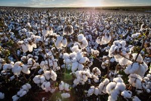 Algodão exige cuidados específicos na colheita, enfardamento e armazenagem
