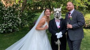 Lhama de padrinho? Animal foi presença ilustre em casamento