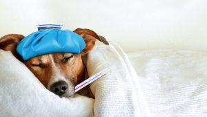 Paraná lança cartilha de orientação sobre doença que afeta cães e gatos