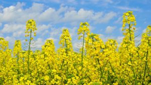 Maior produtor nacional de canola, RS tem ótimas expectativas de produção
