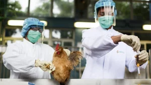 Gripe aviária: Japão altera restrições na compra de ovos e carne de frango do Brasil