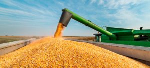 Colheita da safrinha de milho atinge 27% da área no Centro-Sul do Brasil