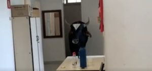 Buscando consulta? Boi invade posto de saúde e assusta quem estava na unidade