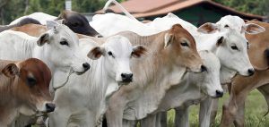 Na pecuária de corte, a nutrição adequada do gado é um dos pilares para o sucesso