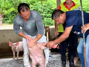 Campanha contra a peste suína clássica imuniza mais de 138 mil animais