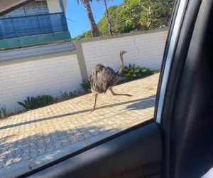 Avestruz é flagrado “passeando” por ruas de cidade paranaense