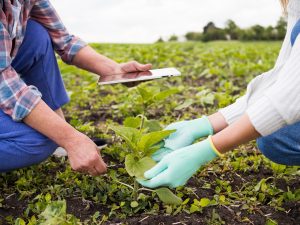 Agricultura sustentável: Quais os benefícios para o produtor?