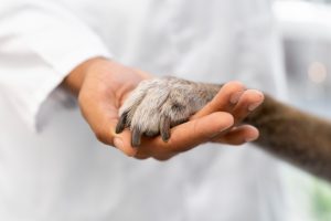 Medicina Preventiva pode salvar a vida do seu pet