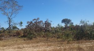 Dono de propriedade rural é multado em quase R$ 1 milhão por desmatamento ilegal