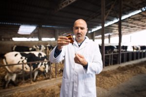 Manejo inadequado na aplicação de vacinas de bovinos pode causar perda de peso