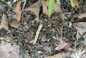 Uso indevido de agrotóxico causa morte em milhares de abelhas
