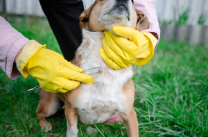 Tipos de carrapatos e como prevenir os pets
