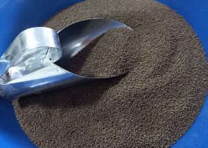 Levedura na alimentação de peixes é uma opção econômica e sustentável