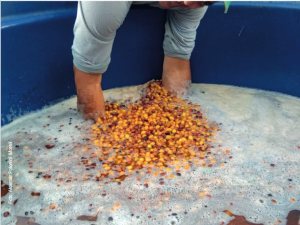 Pesquisadores recomendam estocagem de frutos maduros de café em água