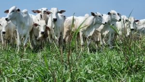 Seminário irá discutir impactos socioeconômicos da recuperação de pastagens em MT