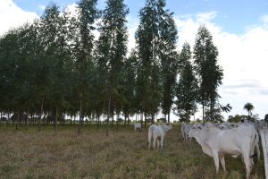 Baixas temperaturas exigem providências do pecuarista