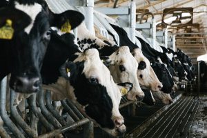 Curso on-line ensina sobre práticas de biosseguridade na bovinocultura leiteira
