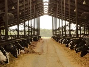Pecuaristas investem em confinamentos com redução de emissão de gases poluentes