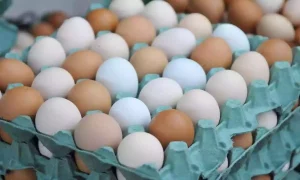 Suplementação nutricional eficiente ajuda na produção de ovos