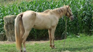 Produtor rural será indenizado após cavalos destruírem plantação de milho