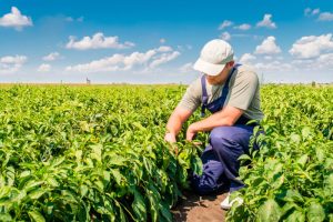 Reunião discute processos de fiscalização do trabalho no agro