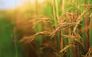 Safra arroz 2022/2023 teve segunda maior produtividade já alcançada no RS