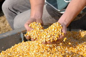 Com chuva e frio em alguns estados, colheita da safrinha vai a 36% no Centro-Sul
