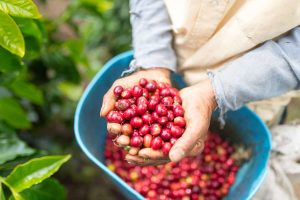 Produção mundial de café crescerá, mas demanda será maior
