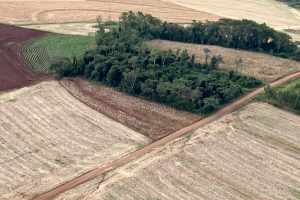 De olho no crime: desmatamento ilegal é flagrado no Oeste do PR