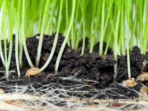 Clima favorece germinação do trigo em áreas produtoras do RS e do PR