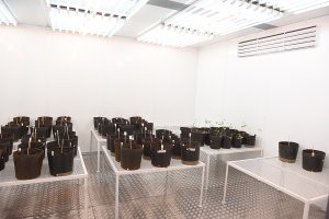 Equipamento de cultivo controlado de plantas auxilia em pesquisas científicas