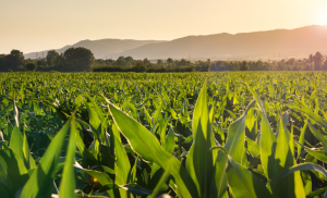 Valor da produção agropecuária de 2023 é estimado em mais de R$ 1 trilhão