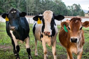Pecuaristas gaúchos têm nova solução para combater os carrapatos