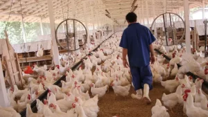Custos de produção ao produtor de frango de corte tem aumentado nos últimos anos