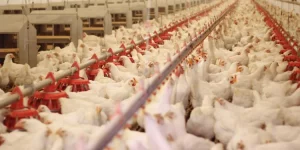 Depois de pedido do Mapa, Paraná declara emergência sanitária por conta da gripe aviária