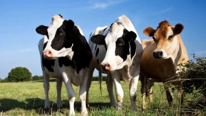 Acidose intestinal pode ser resultado de período de transição inadequado das vacas leiteiras