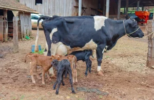 Caso raro: Vaca pariu quatro bezerros do mesmo sexo