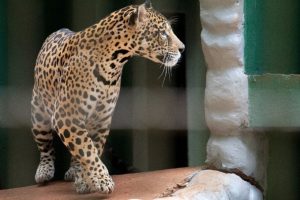 Zoológico de Cascavel vai abrir de terça a domingo durante férias escolares