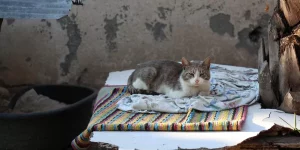 Gripe aviária em gatos? muitos animais de estimação estão contraindo o vírus