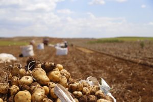 Conab atualiza produtos com bônus de desconto do Programa de Garantia de Preços para Agricultura Familiar