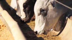 Leitura de cocho eficiente influencia no desempenho dos animais